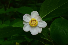 Calycanthus chinensis
