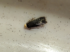 Stigmella perpygmaeella