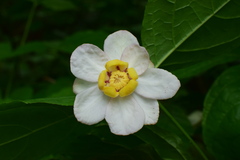 Calycanthus chinensis