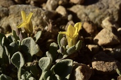 Physaria kingii kingii
