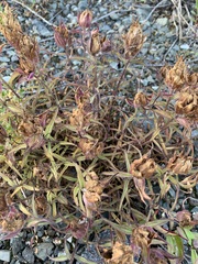 Castilleja arctica