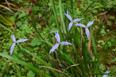 Iris speculatrix