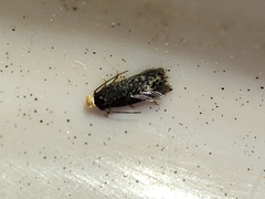 Stigmella perpygmaeella