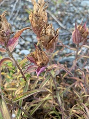 Castilleja arctica