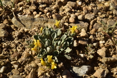 Physaria kingii kingii