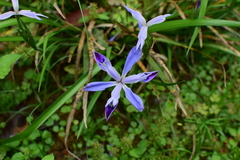 Iris speculatrix