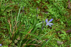 Iris speculatrix