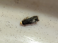 Stigmella perpygmaeella
