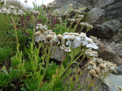 Achillea erba-rotta