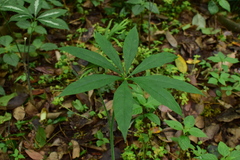 Arisaema erubescens