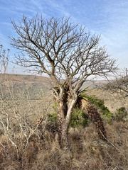 Commiphora woodii