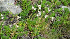 Achillea erba-rotta
