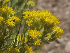 Tetradymia glabrata