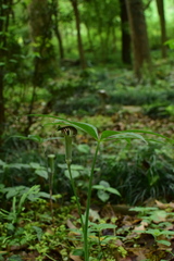 Arisaema erubescens