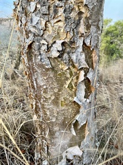 Commiphora woodii