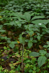 Arisaema erubescens