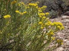 Tetradymia glabrata