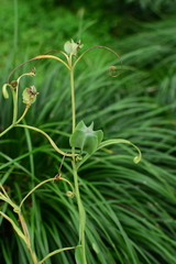 Fritillaria thunbergii