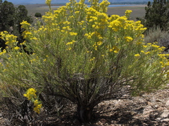 Tetradymia glabrata