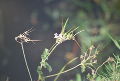 Erodium cicutarium
