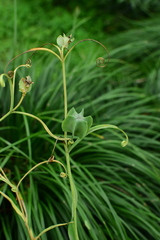 Fritillaria thunbergii