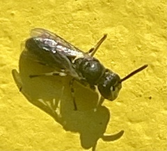Hylaeus mesillae cressoni