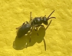Hylaeus mesillae cressoni