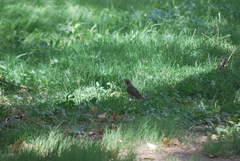 Turdus migratorius