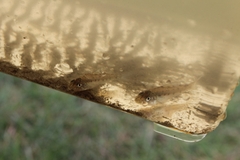 Percopsis omiscomaycus