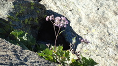 Adenostyles leucophylla