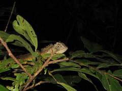 Uranoscodon superciliosus