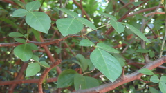 Commiphora caudata
