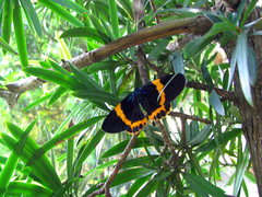 Milionia zonea pryeri