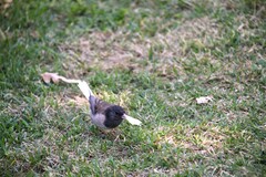 Junco hyemalis thurberi