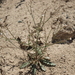 Aliciella leptomeria - Photo (c) Jim Morefield, μερικά δικαιώματα διατηρούνται (CC BY), uploaded by Jim Morefield