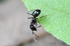 Lasius