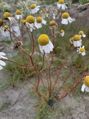 Tripleurospermum hookeri