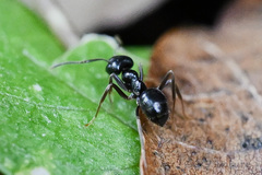 Lasius
