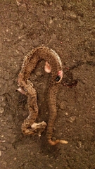 Crotalus morulus