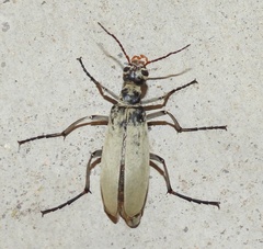 Epicauta albida