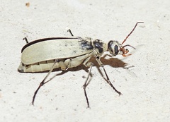Epicauta albida