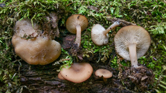 Trichocybe
