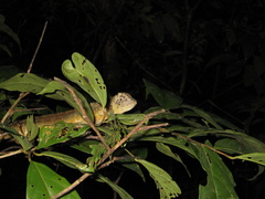 Uranoscodon superciliosus