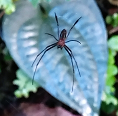 Leucauge tessellata