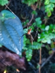 Leucauge tessellata