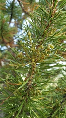 Arceuthobium americanum