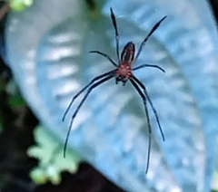 Leucauge tessellata