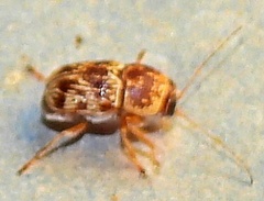 Pachybrachis turbidus