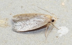 Inga obscuromaculella