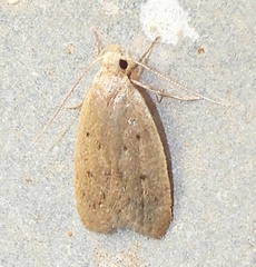 Inga obscuromaculella